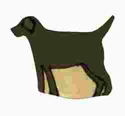 Labrador (Black)